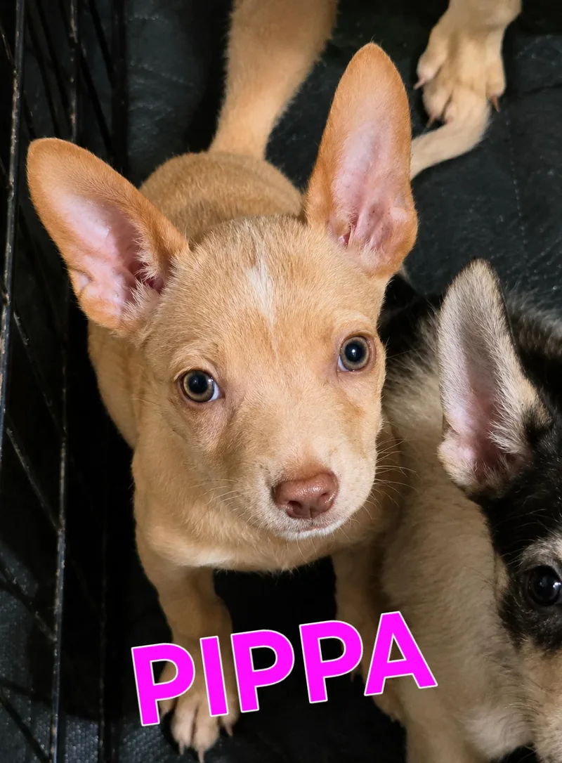 Pippa