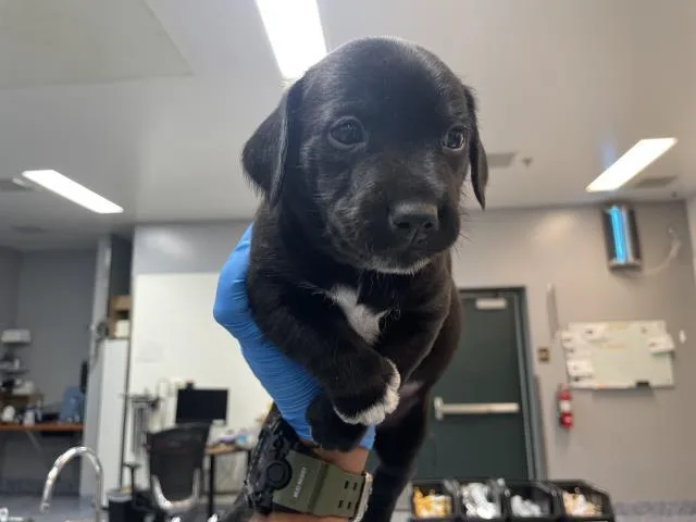 A baby small-sized male Terrier dog named Baxter for adoption in Thousand Palms, CA