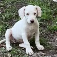A baby medium-sized female Mixed Breed dog named Shelli for adoption in West Chester, PA