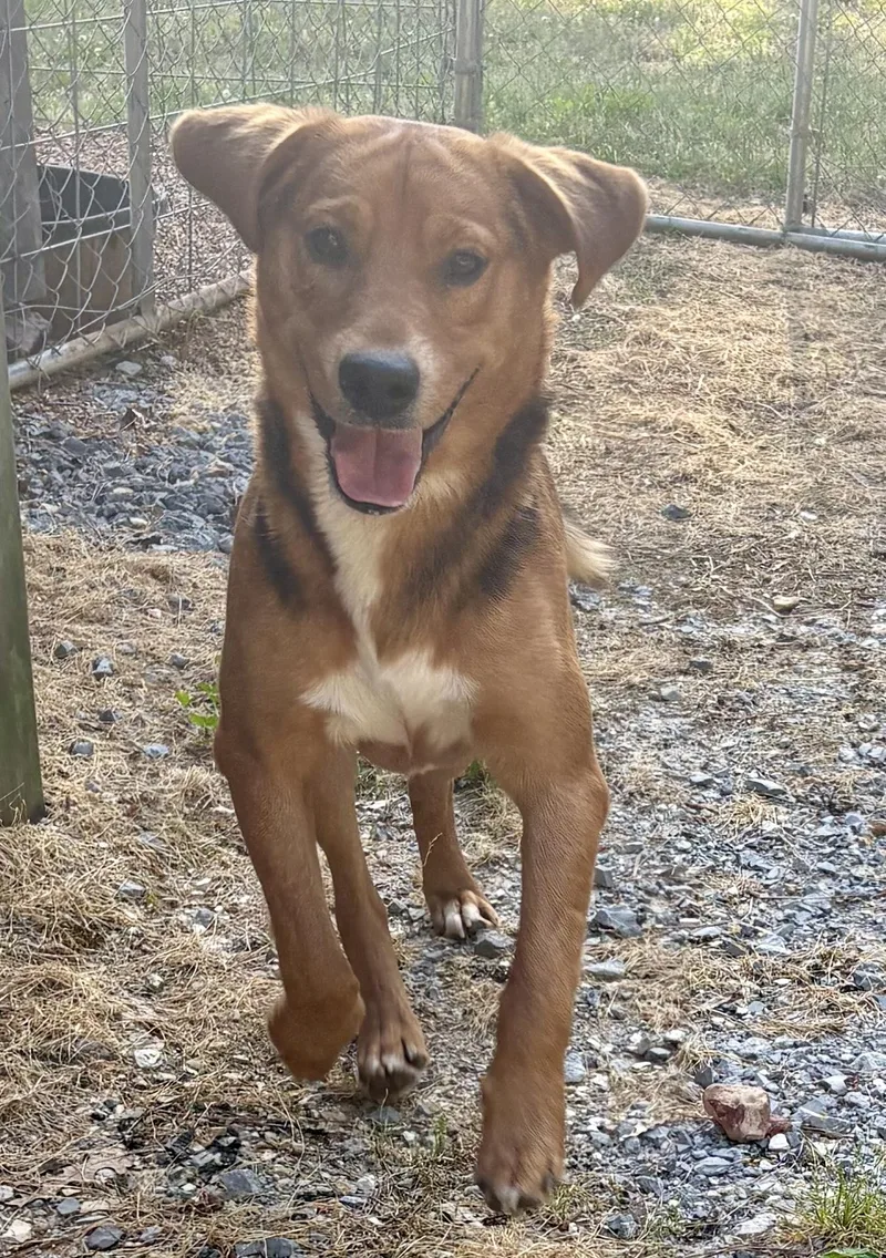 An adult medium-sized male Brown / Chocolate Beagle dog named Kit Kat for adoption in Andover, MA