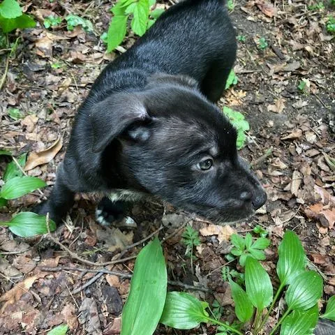 A baby small-sized male Black Wire Fox Terrier dog named Bison for adoption in Northbrook, IL