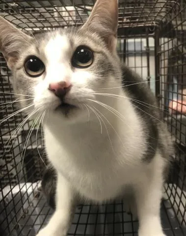A young medium-sized female Domestic Short Hair cat named Riley for adoption in Conroe, TX