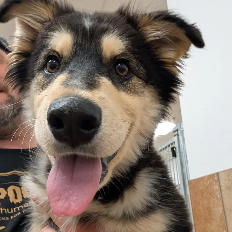 A baby medium-sized male Mixed Breed dog named Ruckus for adoption in Spokane, WA