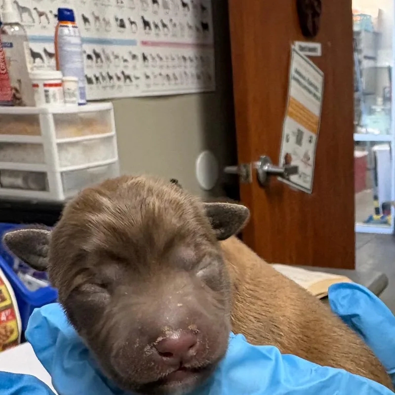 A baby medium-sized male Yellow / Tan / Blond / Fawn Mixed Breed dog named Panama for adoption in Yuma, AZ