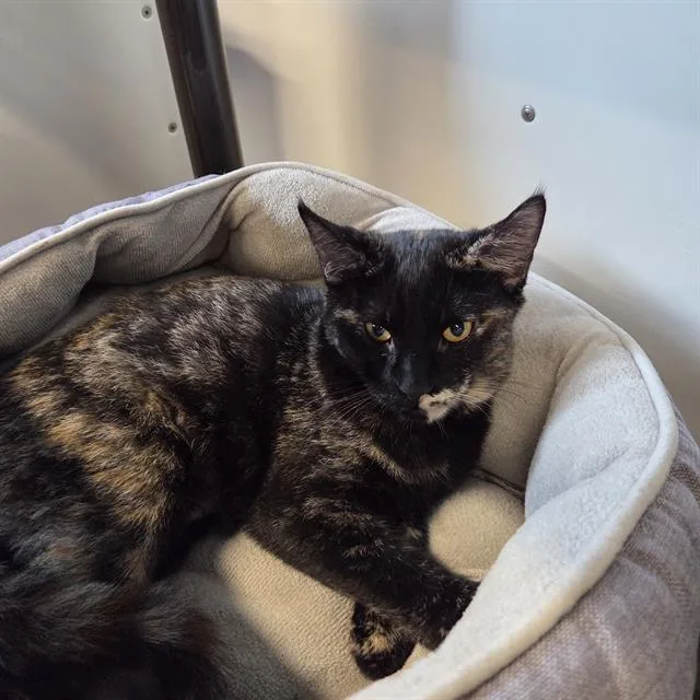 A baby small-sized female Domestic Short Hair cat named Mia for adoption in Palmetto, FL