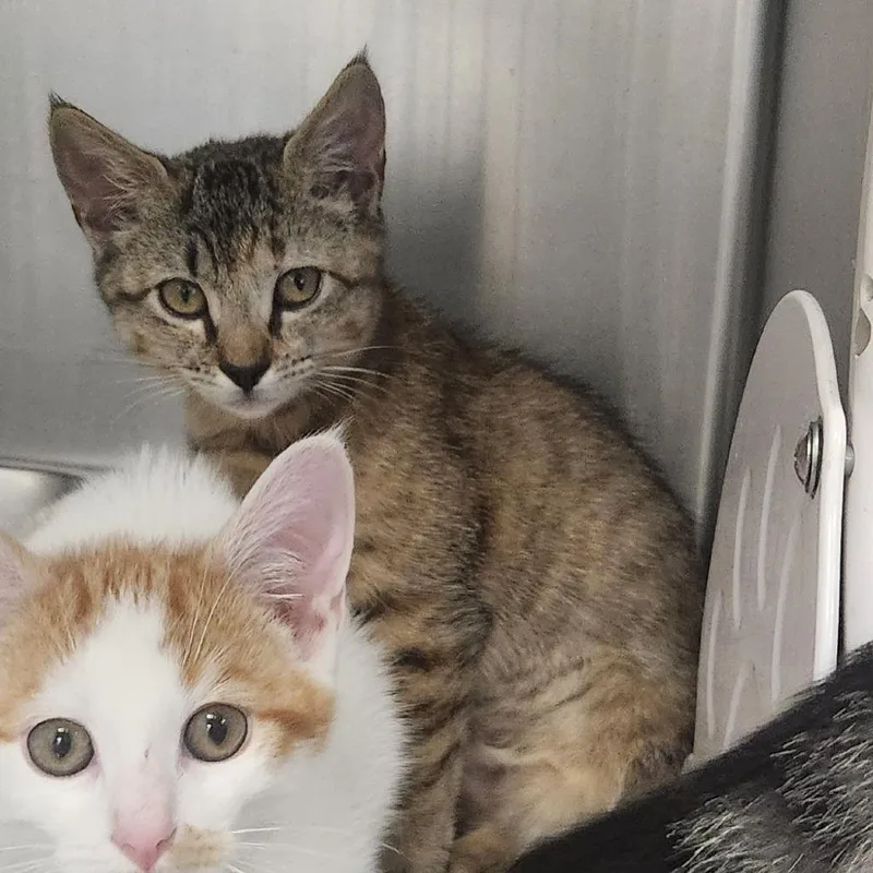 A baby small-sized female Brown / Chocolate Domestic Short Hair cat named Espresso for adoption in Brockton, MA