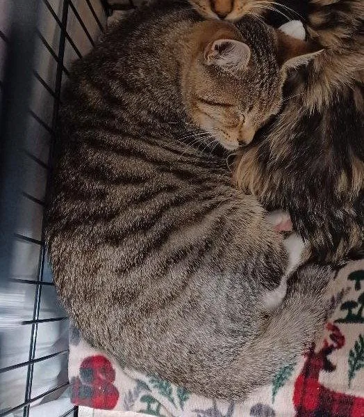 A young large-sized male Tabby cat named Felix for adoption in San Jose, CA