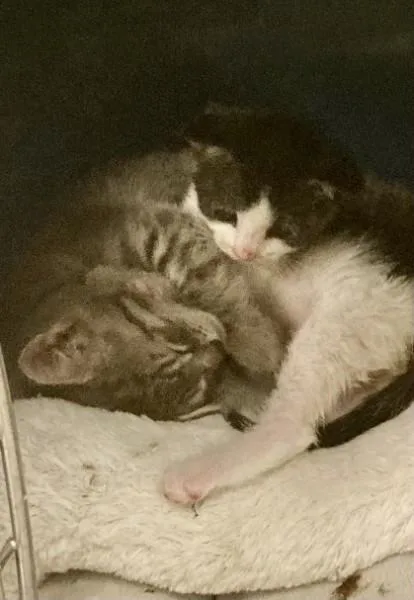 A baby medium-sized male Black & White / Tuxedo Domestic Short Hair cat named Nugget for adoption in Berkeley Heights, NJ
