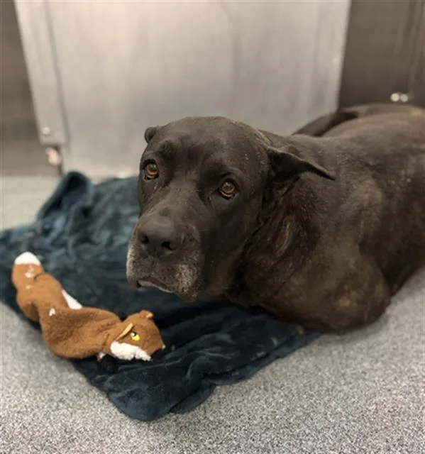 An adult large-sized female Mixed Breed dog named Unkown for adoption in Dallas, TX