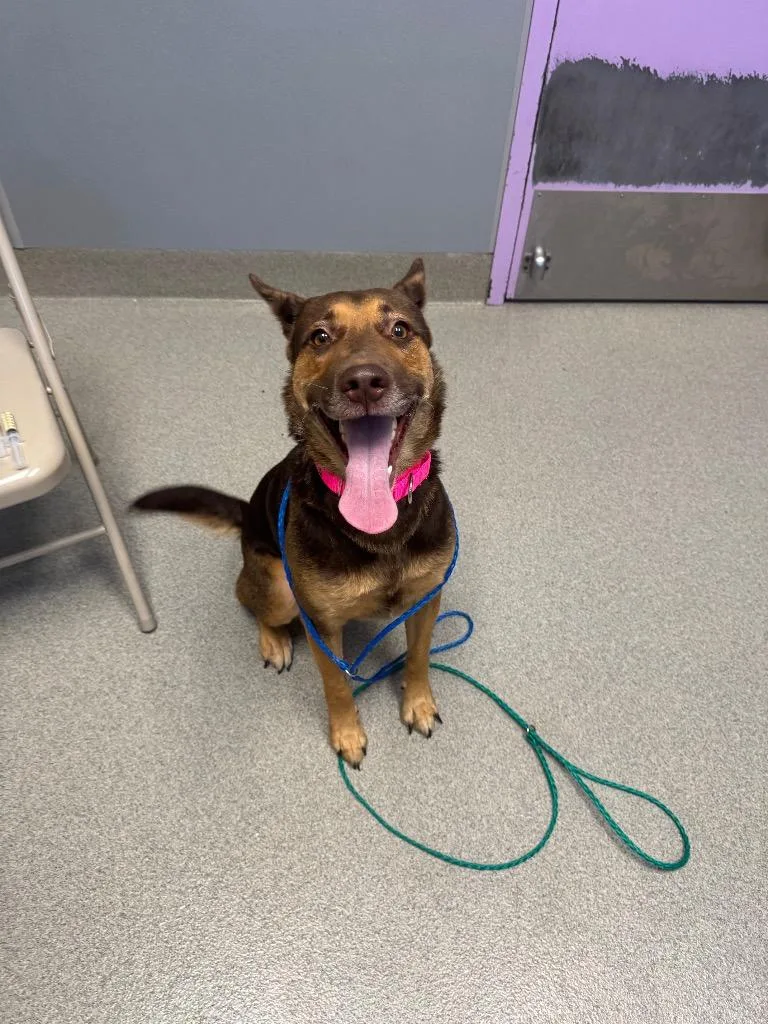A young medium-sized male Shepherd dog named Roger for adoption in Bloomington, IN