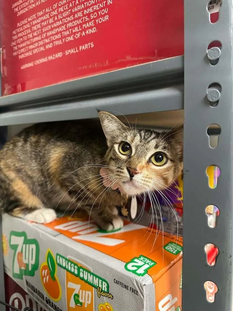 An adult medium-sized female Domestic Short Hair cat named Erica for adoption in tucson, AZ
