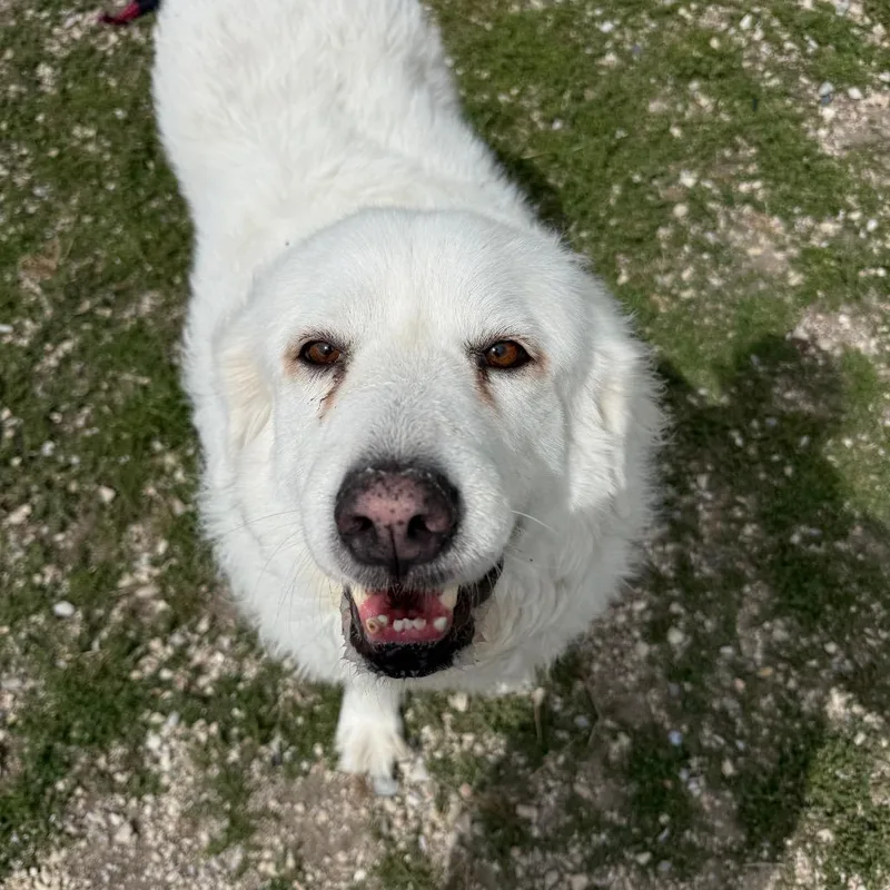 An adult large-sized female White / Cream Mixed Breed dog named Dandelion for adoption in Park City, UT