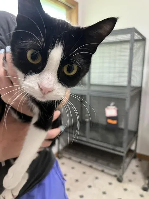 An adult medium-sized female Black & White / Tuxedo Domestic Short Hair cat named Violet   Of for adoption in Anoka, MN
