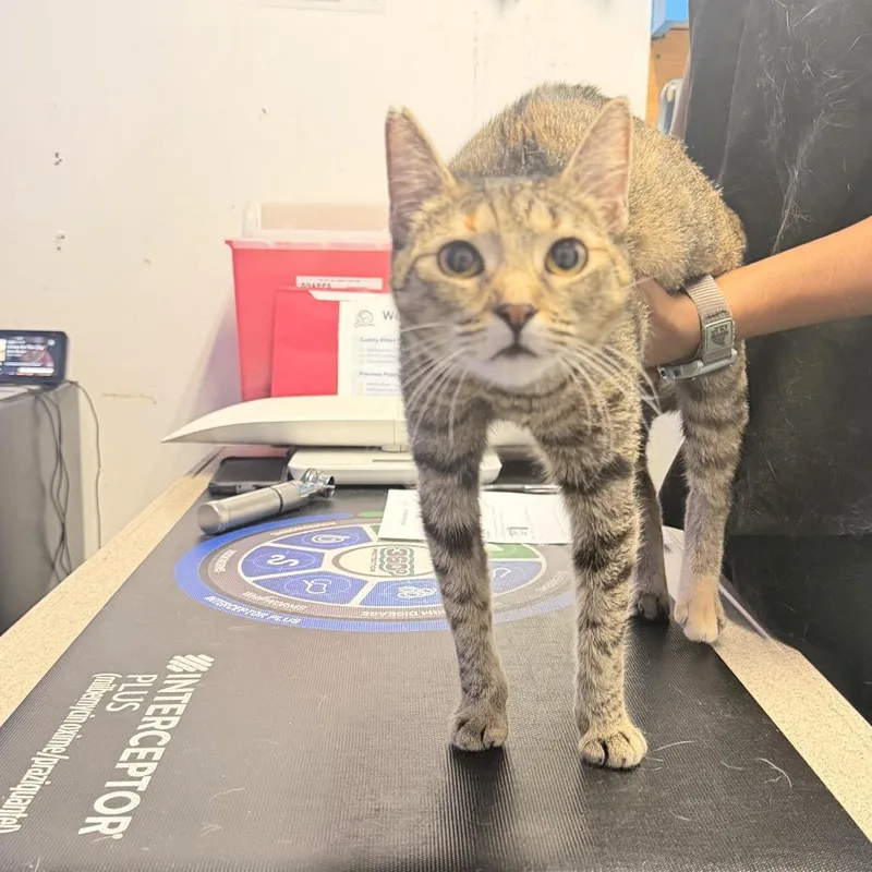 A young medium-sized female Brown / Chocolate Domestic Short Hair cat named Pebbles for adoption in Wahiawa, HI