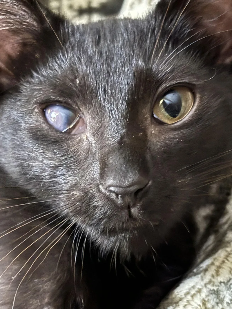 A young medium-sized male Black Domestic Short Hair cat named Noof for adoption in Oxford, MS