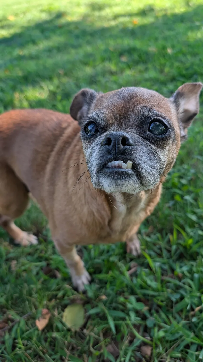 A senior small-sized female Pug dog named Dorothy for adoption in Sturgis, MI