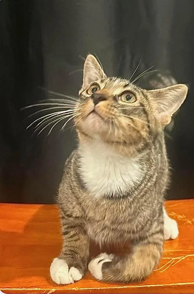 A baby medium-sized male Domestic Short Hair cat named Pesto for adoption in Little Rock, AR