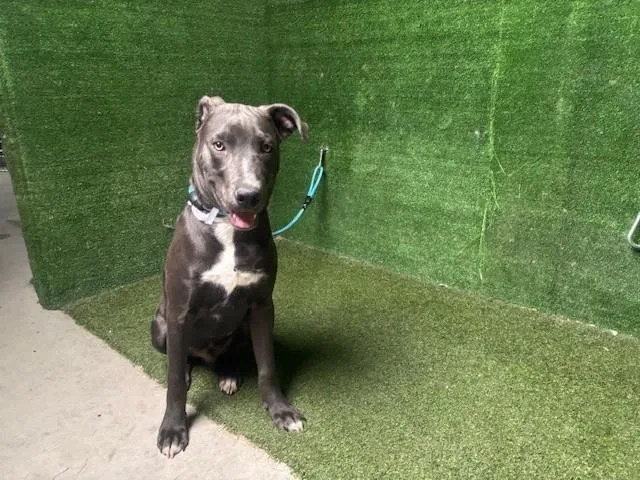 A young medium-sized male Pit Bull Terrier dog named Poppa for adoption in Lancaster, CA