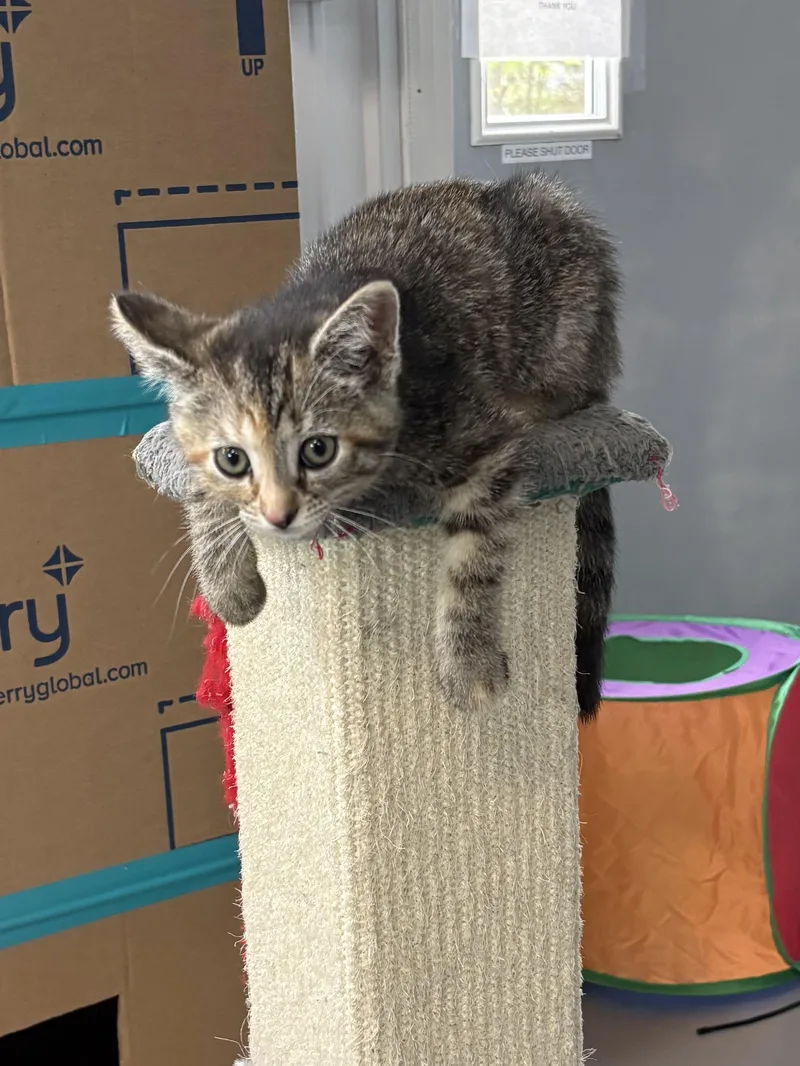 A baby medium-sized female American Shorthair cat named Mari for adoption in Big Rapids, MI