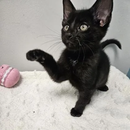A baby small-sized male Domestic Short Hair cat named Ruffle for adoption in Janesville, WI