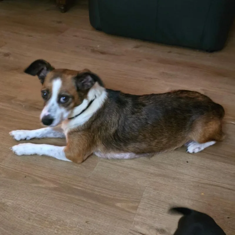 An adult medium-sized female Brown / Chocolate Corgi dog named Ladybug for adoption in Boerne, TX