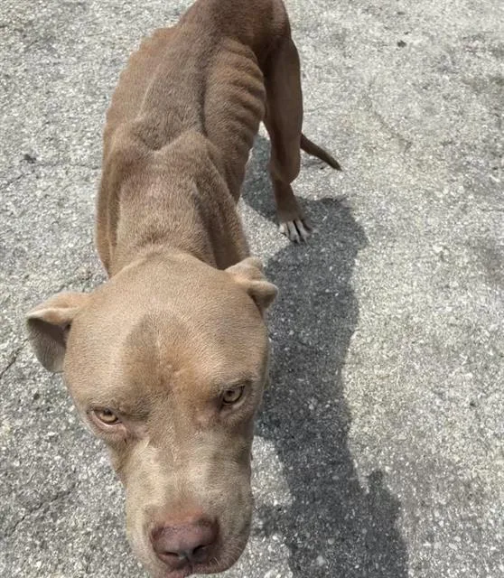 A young large-sized male Mixed Breed dog named Chico for adoption in Palmetto, FL