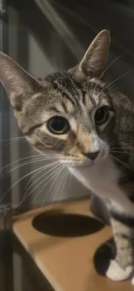 A baby small-sized male Domestic Short Hair cat named Scooter for adoption in Paducah, KY