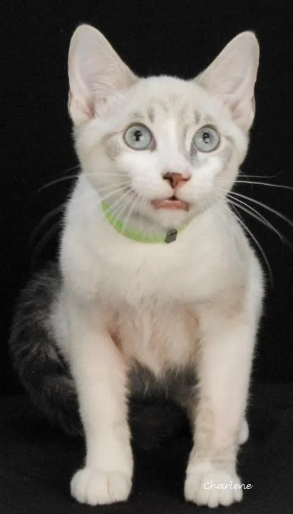 A young medium-sized male White Domestic Short Hair cat named S'Mores for adoption in Newland, NC