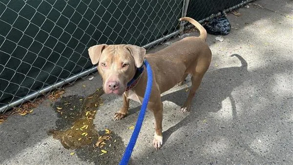 An adult medium-sized female Mixed Breed dog named Pumpkin Muffin for adoption in New York, NY