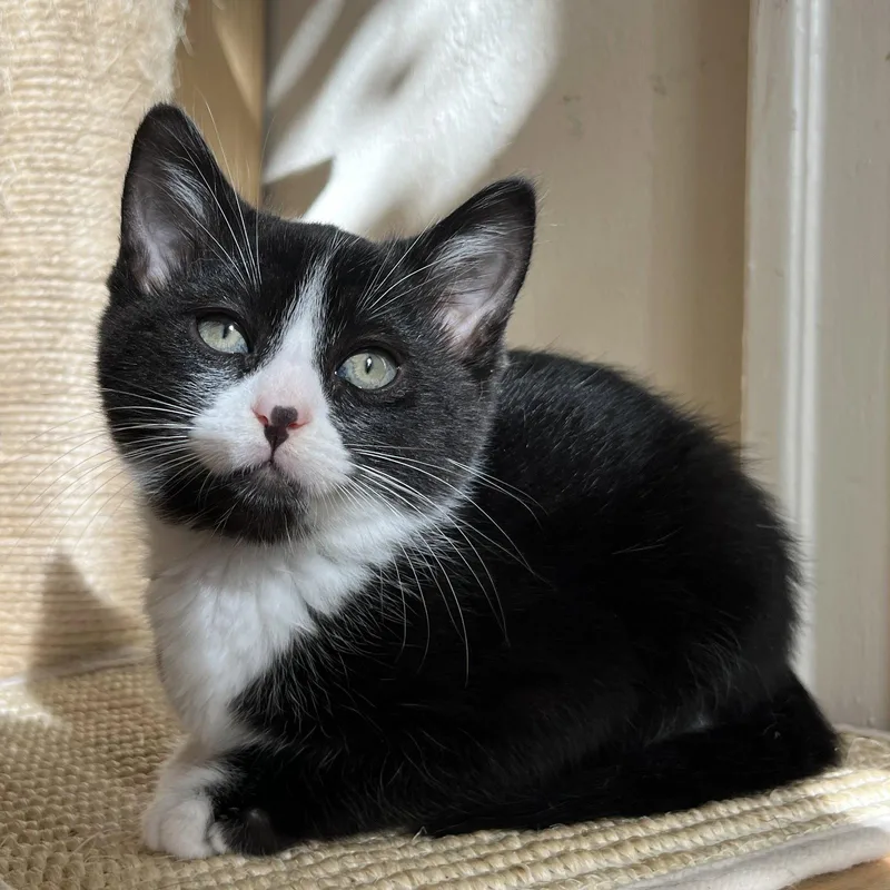 A baby small-sized male Black Domestic Short Hair cat named Doug for adoption in Oakland, CA