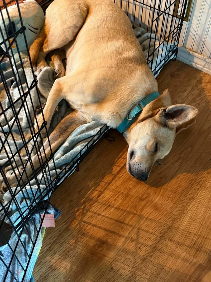 An adult large-sized male Yellow / Tan / Blond / Fawn Shepherd dog named Kenji for adoption in Kennebunk , ME