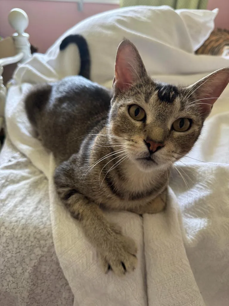 A young medium-sized female Domestic Short Hair cat named Puppy Chanel for adoption in Lewisville, TX