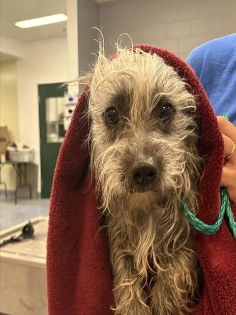 An adult small-sized male Terrier dog named E.t. for adoption in Thousand Palms, CA