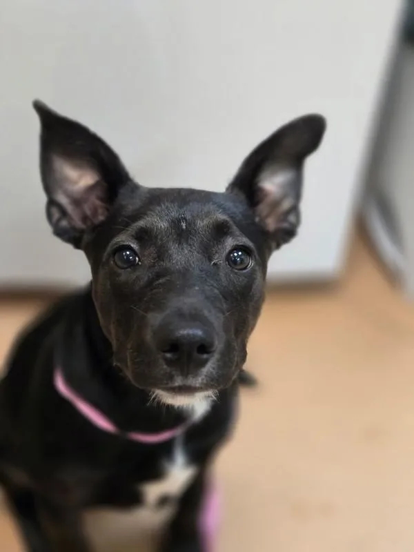 A baby medium-sized female Labrador Retriever dog named Zyana for adoption in Kennewick, WA