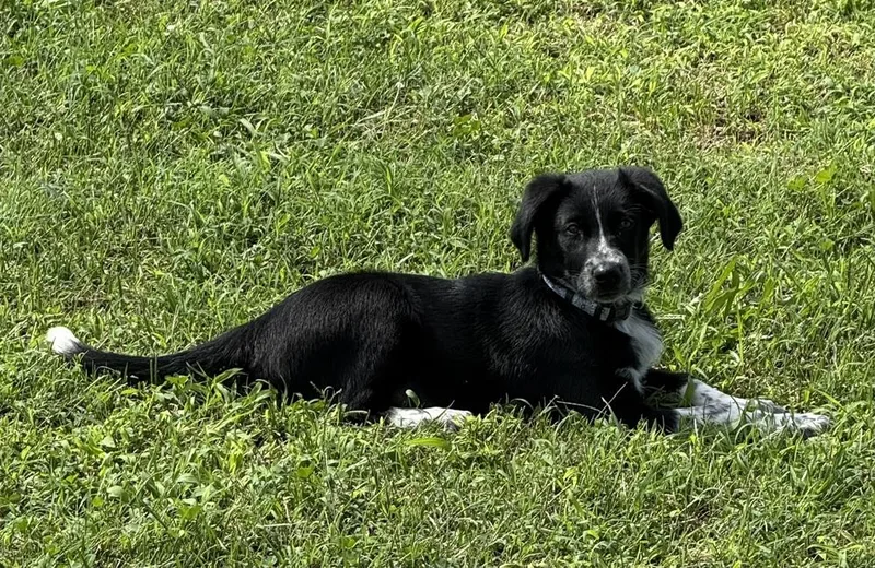 A baby small-sized female Australian Shepherd dog named Mocha for adoption in Ontario, CA