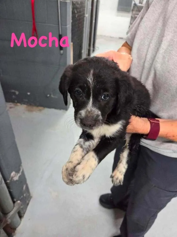 Mocha thumbnail 5