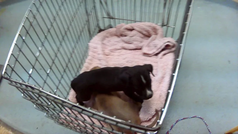 A baby small-sized male Pit Bull Terrier dog named Toe for adoption in Tulsa, OK