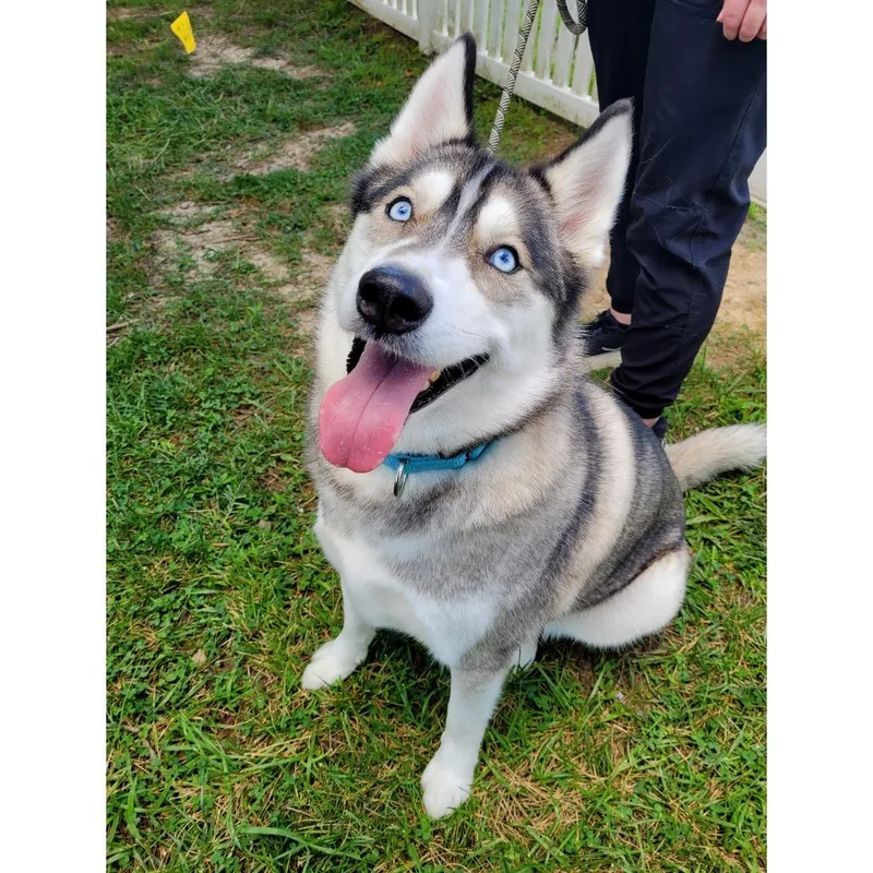 An adult large-sized male Gray / Blue / Silver Mixed Breed dog named Lenny for adoption in Fredericksburg, VA