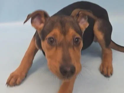 A baby large-sized female German Shepherd Dog dog named Kira for adoption in Woodbury, MN