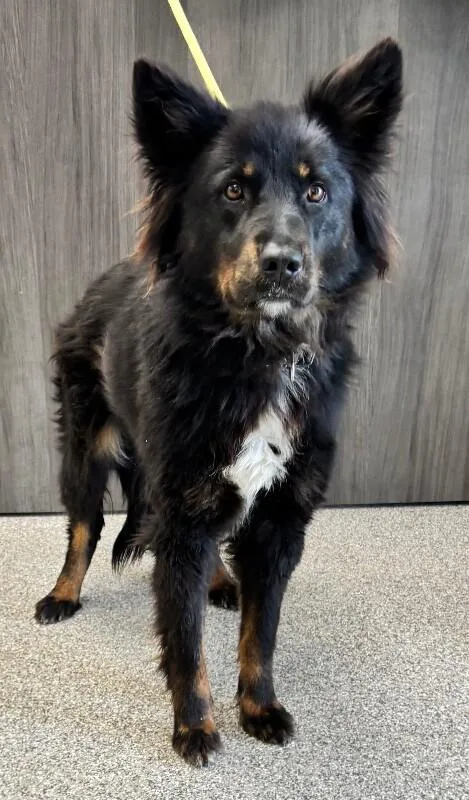 A young medium-sized female Black Border Collie dog named Abilene for adoption in Georgetown, OH