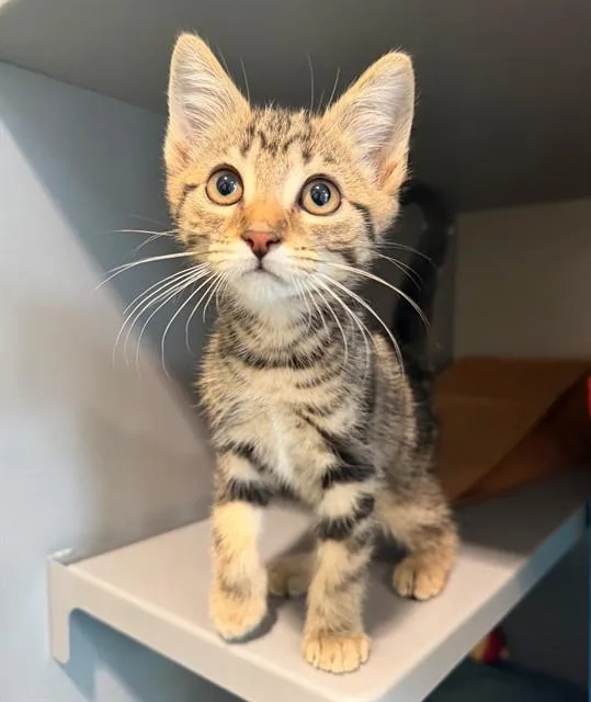 A baby small-sized male Domestic Short Hair cat named Leon for adoption in Leesburg, VA