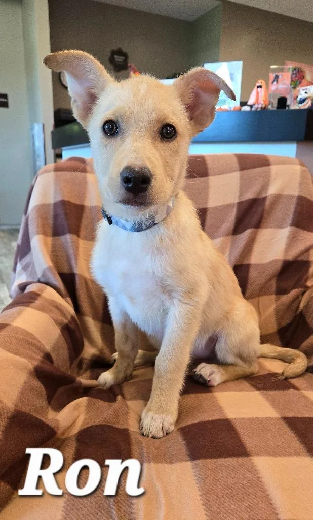 A baby small-sized male Labrador Retriever dog named Ron Yrly for adoption in Sidney, OH