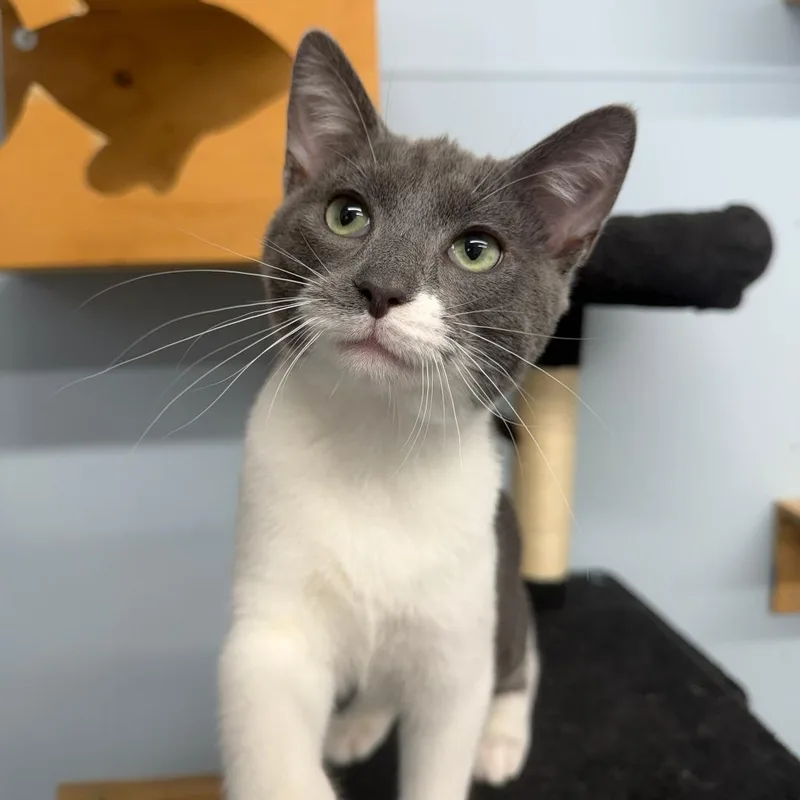 A baby medium-sized male Gray / Blue / Silver Domestic Short Hair cat named Snorkel for adoption in Pontiac, IL