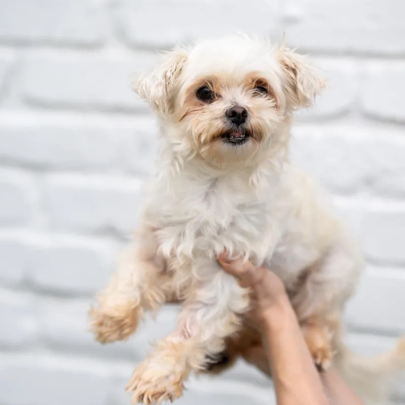 An adult small-sized female Maltese dog named Molly for adoption in Zionsville, IN