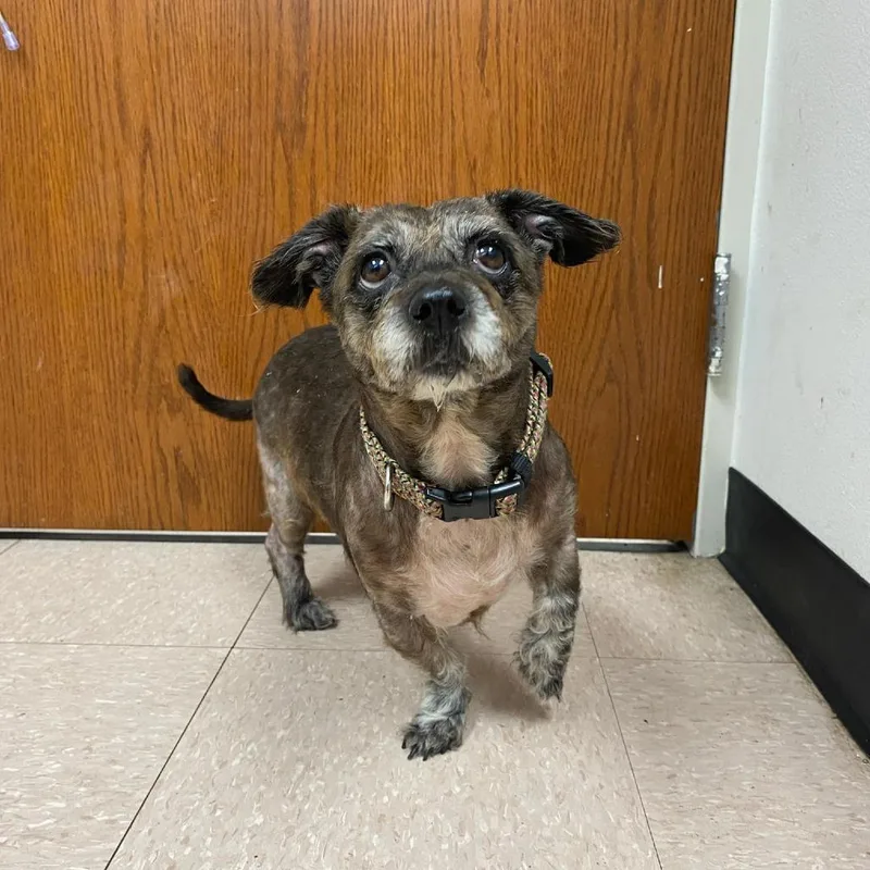 An adult small-sized female Black Mixed Breed dog named London for adoption in West Palm Beach, FL
