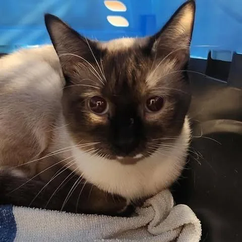 Brightblade thumbnail 2