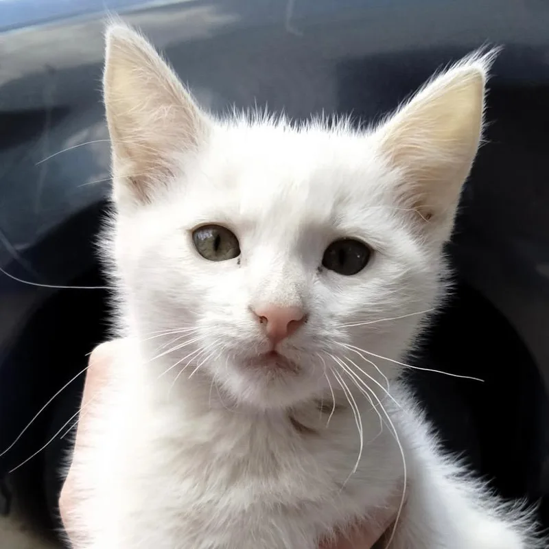 A baby small-sized female Domestic Short Hair cat named String Bean for adoption in Ogden, UT