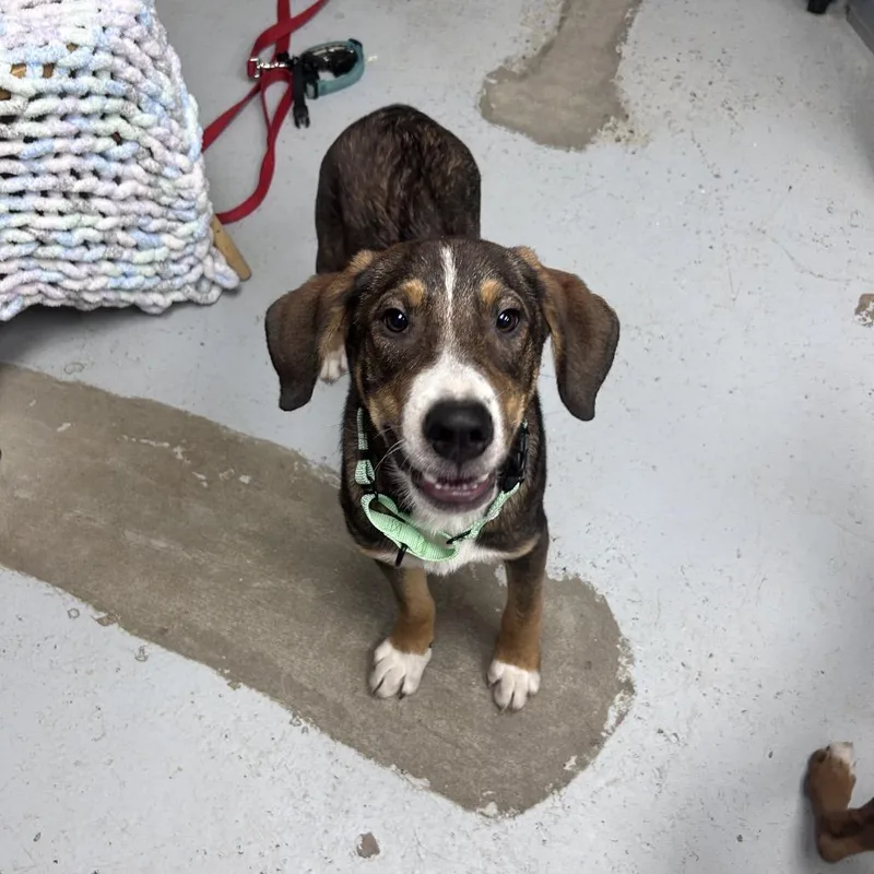 A young medium-sized male Coonhound dog named Remi for adoption in Uniontown, PA