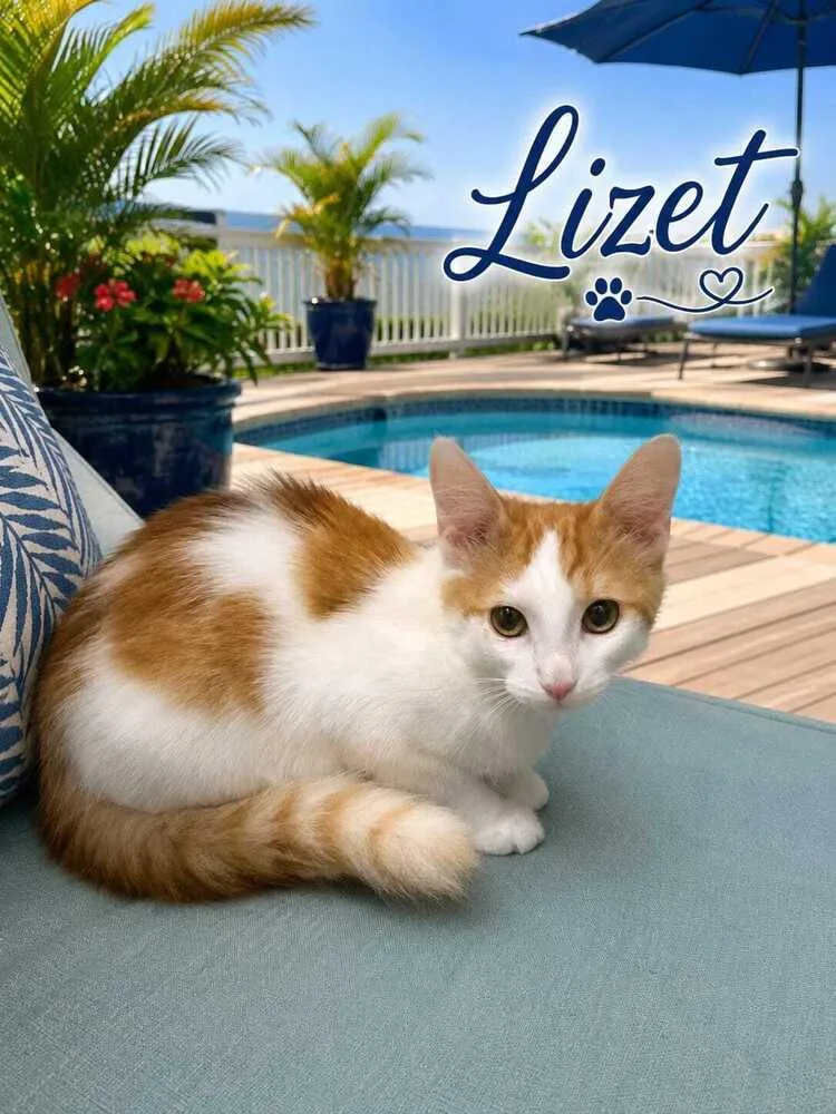 A baby small-sized female Orange & White Domestic Medium Hair cat named Lizet for adoption in Hudson, NH
