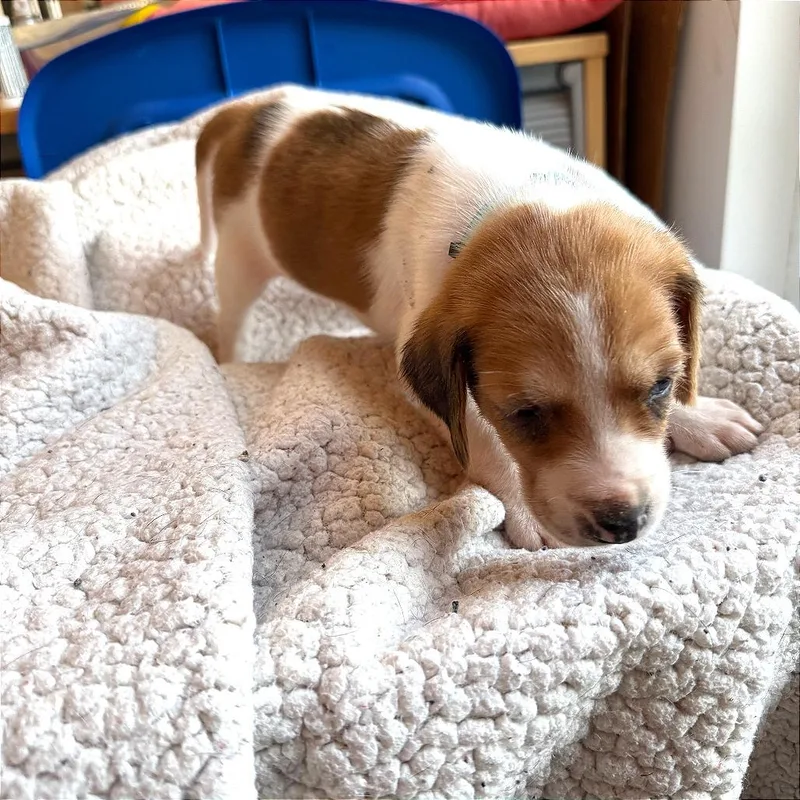 Mr. Colin Bridgerton